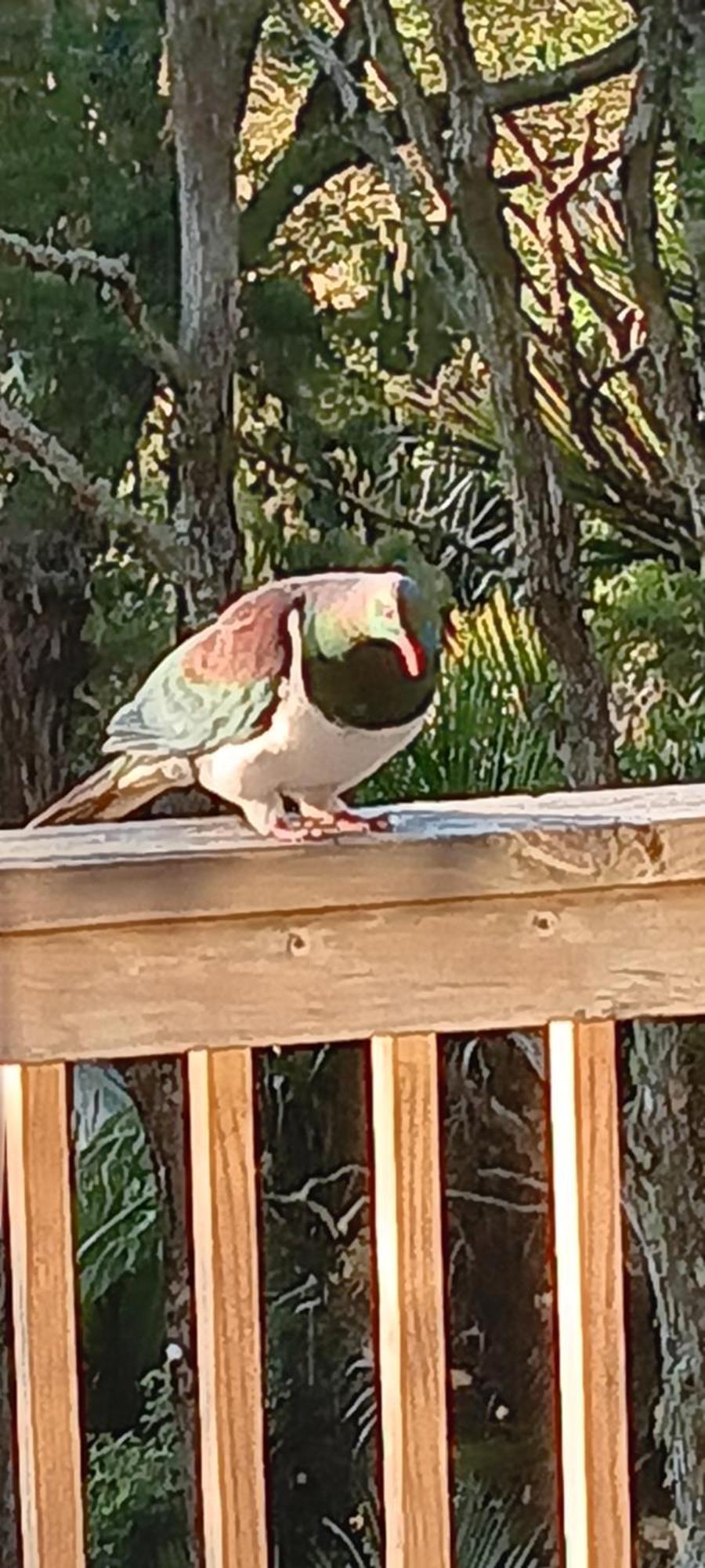 Tastebuds Bed N Breakfast Auckland Exteriör bild