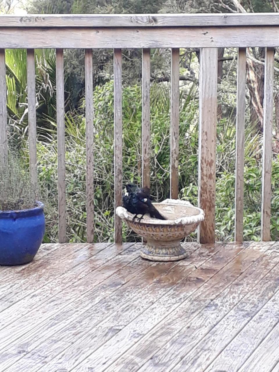 Tastebuds Bed N Breakfast Auckland Exteriör bild
